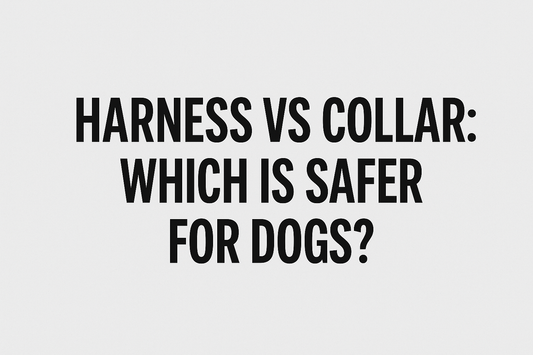 Harness vs Collar: Which Is Safer for Dogs?