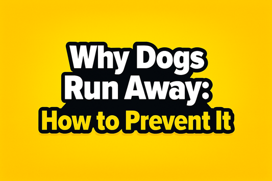 Why Dogs Run Away & How to Prevent It